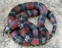 L.t.micropholis yearling female